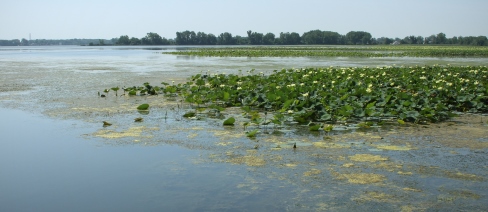 This restoration project includes reconnecting Erie Marsh to Lake Erie and invasive species control.