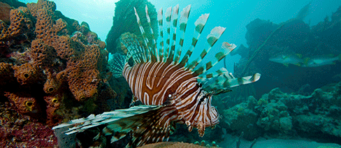 Lionfish marine invasive nature conservancy