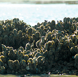 Oyster Habitat Restoration - Monitoring and Assessment Handbook
