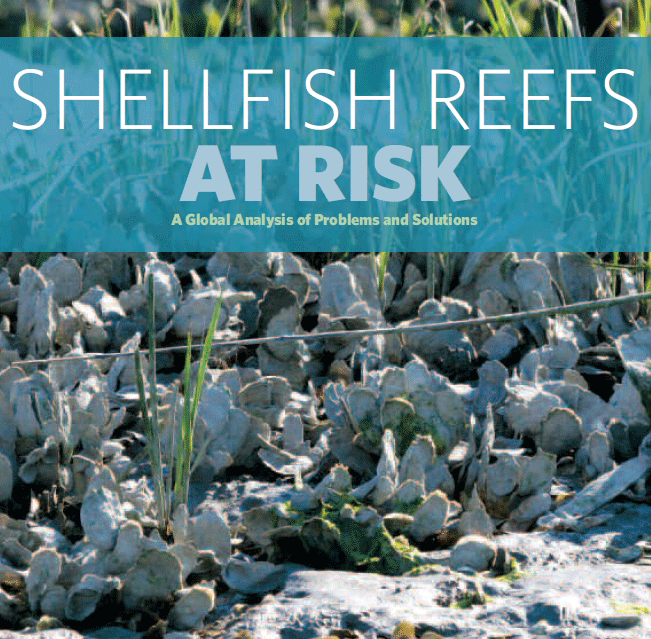 marine shellfish reef restoration conservation science nature conservancy