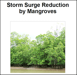 Storm surge reduction by mangroves
